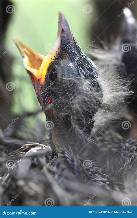 Baby Cardinal in Their Nest Stock Photo - Image of beaks, sitting ...