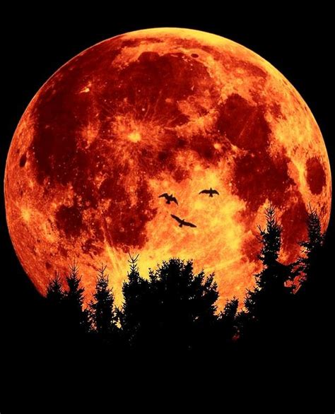 Halloween Beautiful Moon, Lovely, Shoot The Moon, Moonscape, Moon ...