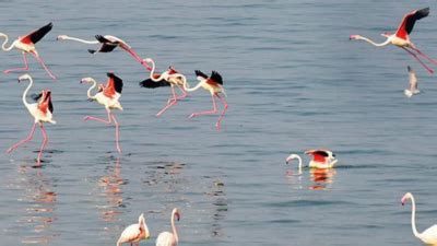 Ensure Min 50% Dead Stock At Jayakwadi For Birds: Forest Dept | Aurangabad News - Times of India