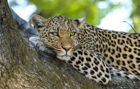 The Leopard - Top Facts & Information - Animal Corner