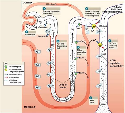 glucose transport collecting duct | HDLs- transport excess cholesterol from peripheral tissue to ...