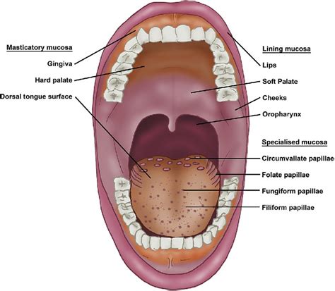 [DIAGRAM] Alveolar Mucosa Diagram - MYDIAGRAM.ONLINE