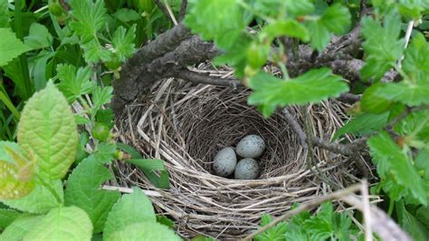 Preventing Nesting Birds | NBC Environment