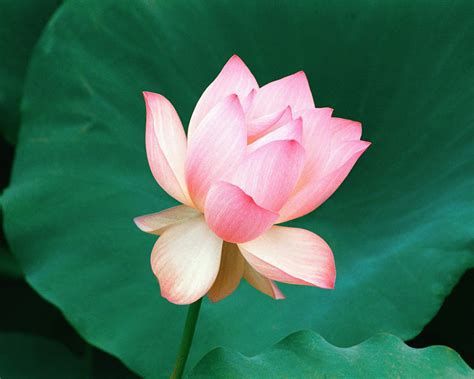 Flower Picture: Lotus Flower # 3