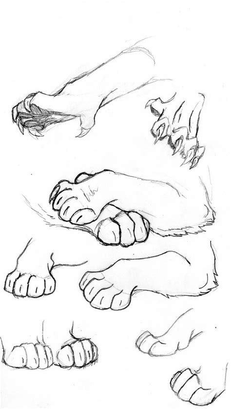 Anatomy Practice: Big Cat Paws by KannibaleTheVicious on DeviantArt | Рисовать животных ...