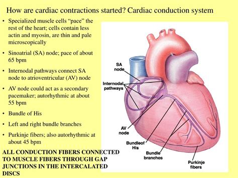 PPT - Cardiac Muscle and Heart Function PowerPoint Presentation, free download - ID:265192