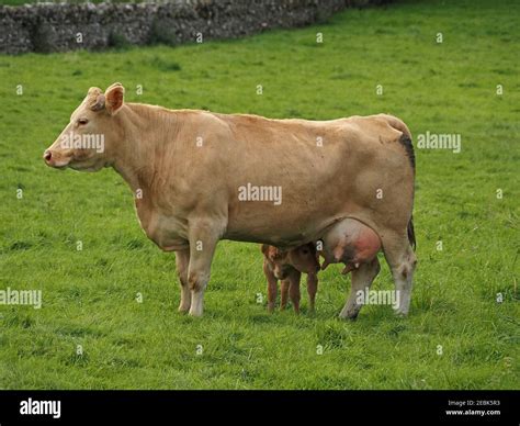 Udder suckle hi-res stock photography and images - Alamy