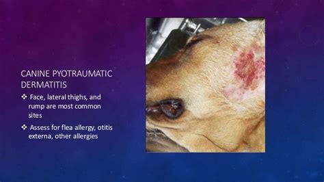 Diagnosis and Treatment of Canine Pyoderma