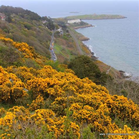 Furze – The Yellow Flower Of The Irish Landscape | Irish American Mom