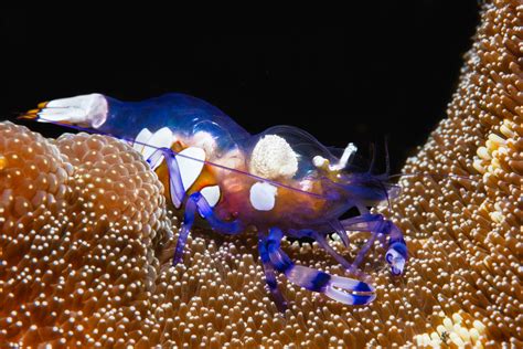 Underwater photography / Peacock-tail anemone shrimp