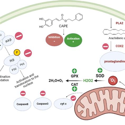 Cellular mechanisms of action of Caffeic acid and caffeic acid... | Download Scientific Diagram