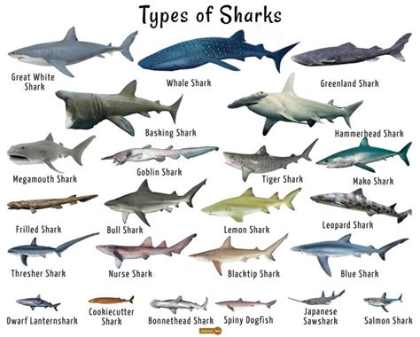 Shark Facts, Types, Classification, Habitat, Diet, Adaptations