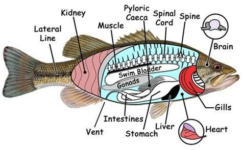 Internal Anatomy of Bony Fish Diagram | Quizlet