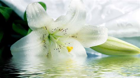 White Lily Wallpapers on WallpaperDog