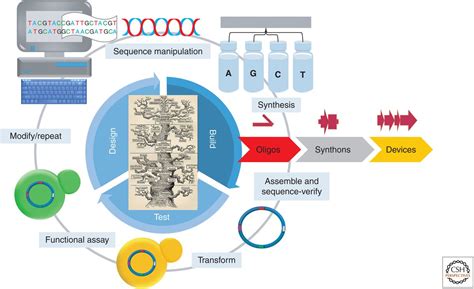 Synthetic DNA Synthesis and Assembly: Putting the Synthetic in Synthetic Biology