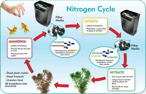 When Do You Stop Adding Ammonia During a Fishless Cycle?