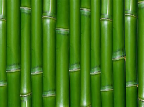 wallpapers: Bamboo Wall Wallpapers