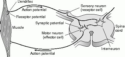 Dorsal Root Ganglion Function on MCAT | Student Doctor Network