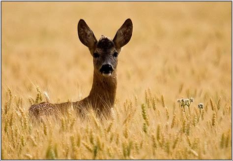 Hungary Pretty Animals, Animals Beautiful, Schengen Area, Nature Animals, Science Nature ...