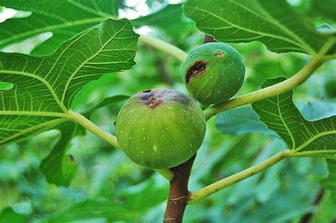 Fig disease stock photo. Image of ordinary, blight, comon - 77293518