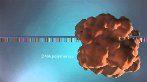 DNA replication - 3D - YouTube