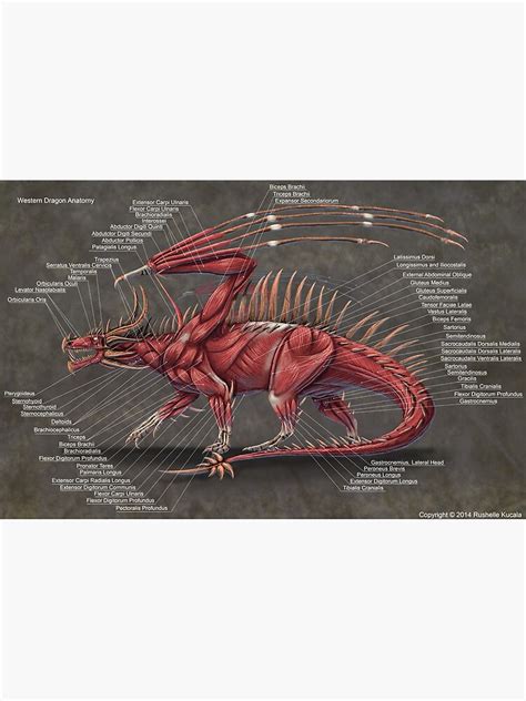 "Western Dragon Muscle Anatomy" Poster for Sale by Thedragonofdoom ...