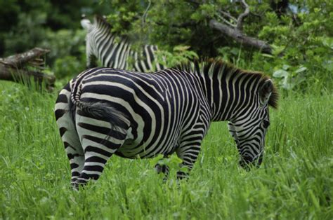 Zebra stripes: Current Biology