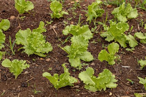 Green lettuce seedlings 3779933 Stock Photo at Vecteezy