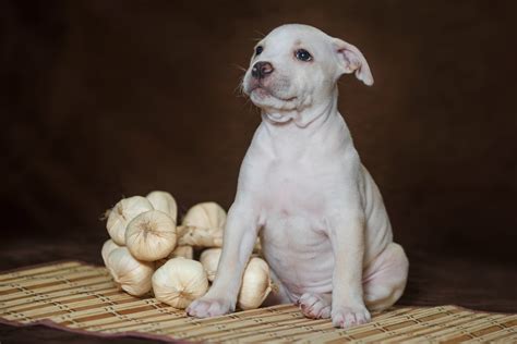 Is garlic toxic to dogs? Here's what our Vet said about dogs eating garlic.