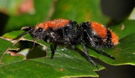 Female | red velvet ant