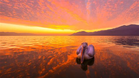 Pelican on Lake at Sunrise 4K wallpaper