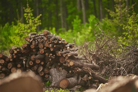 Premium Photo | Deforestation stumps show that overexploitation leads to deforestation ...