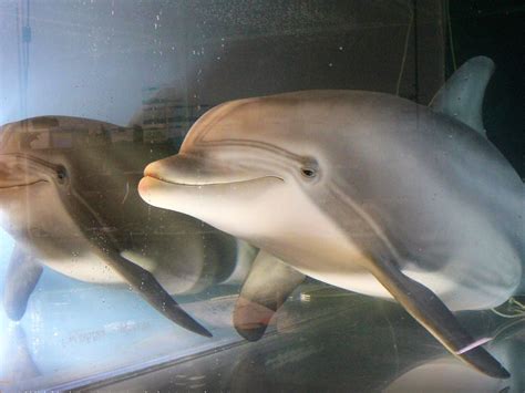 Robot dolphin could replace captive animals in aquariums and theme ...