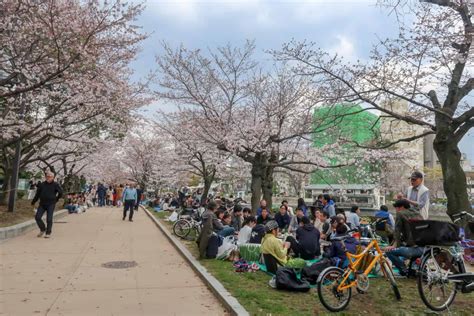 The BEST Place to See Cherry Blossoms in Japan! - The Wandering Quinn Travel Blog