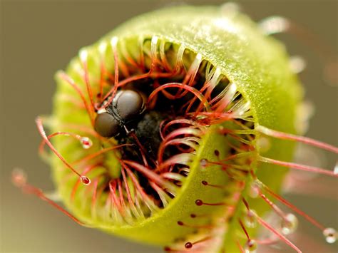 Carnivorous Plants With Names