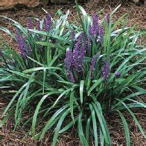 Liriope muscari Royal Purple - liriope, border grass, lily-turf | About-garden.com