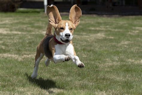 14 Dogs With Floppy Ears In The World - Red Rock Scenic By Way