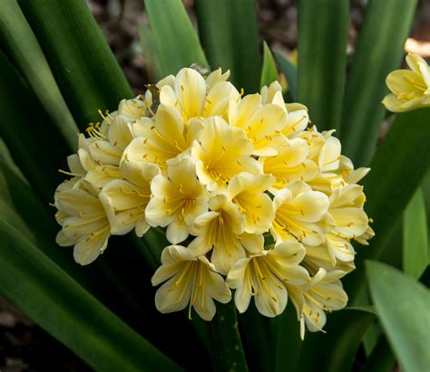 Growing and caring for clivias - Atlantic Fertilisers