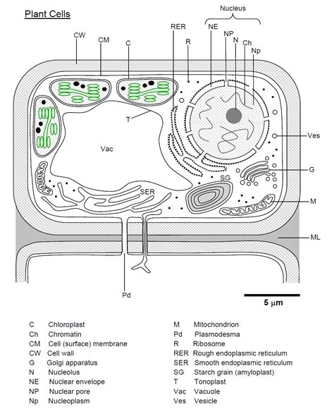Top 146+ Plant and animal cell diagram not labeled - Merkantilaklubben.org