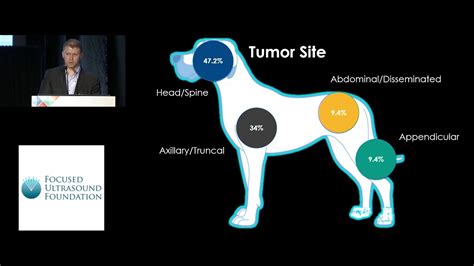 Dog Soft Tissue Sarcoma Life Expectancy No Treatment - Captions Tempo