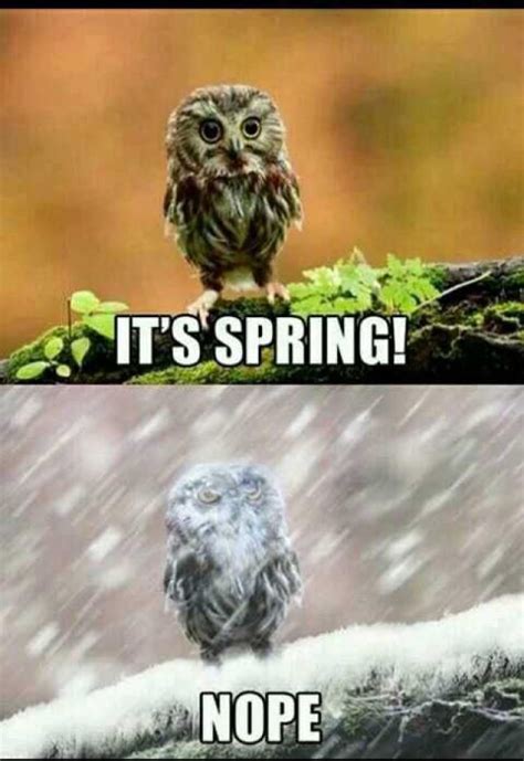 15 Funny Memes About Spring | Funny animals, Funny owls, Funny cute