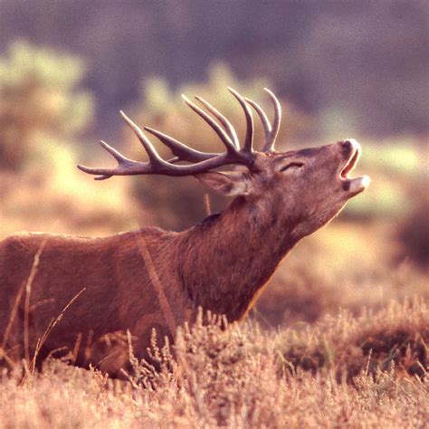 New Forest Wildlife | nature at its very best