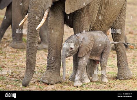 Newborn Elephant calf standing next to Mum's leg in South Luangwa ...