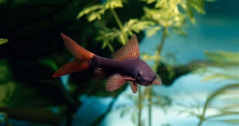 Rainbow Shark: Care, Temperament & Breeding - Fishtank Expert