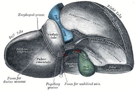 Caudate lobe of liver - Alchetron, The Free Social Encyclopedia