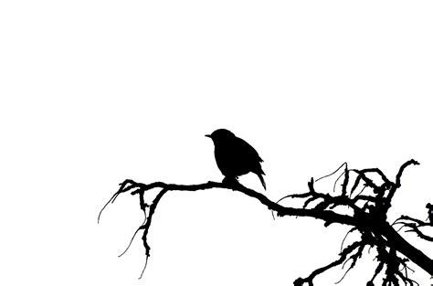 Vector Silhouette Of The Bird Free Stock Photo - Public Domain Pictures