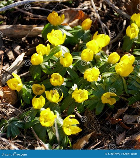 Yellow Winter Aconite Flowers Blooming in Early Spring Stock Photo - Image of garden, floral ...