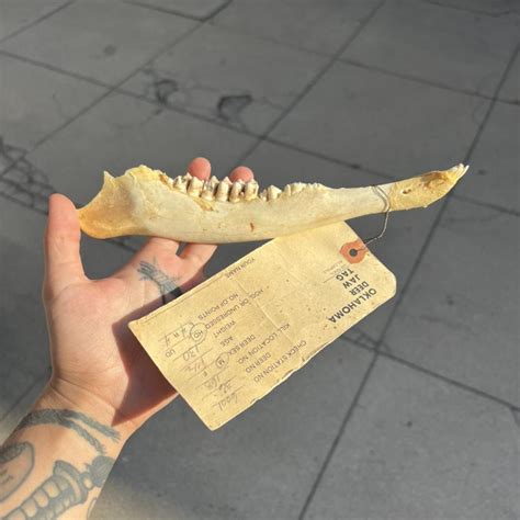 DEER JAW BONE WITH TEETH AND IDENTIFICATION... - Depop