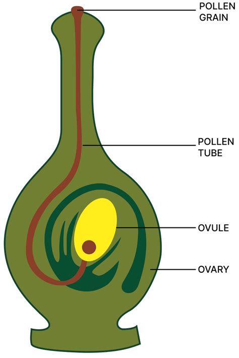 Chapter 7: Chemical Coordination in Plants | Selina Solutions Concise Biology Class 10 ICSE ...