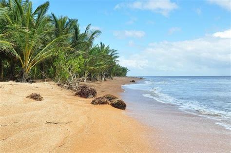 GUYANA - SHELL BEACH- DOVE NIDIFICANO LE TARTARUGHE MARINE
